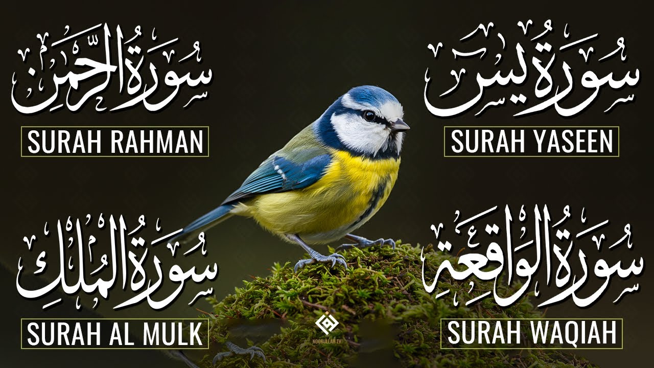 Beautiful Surah Yaseen (Yasin) | Surah Rahman | Surah Waqiah | Surah Mulk