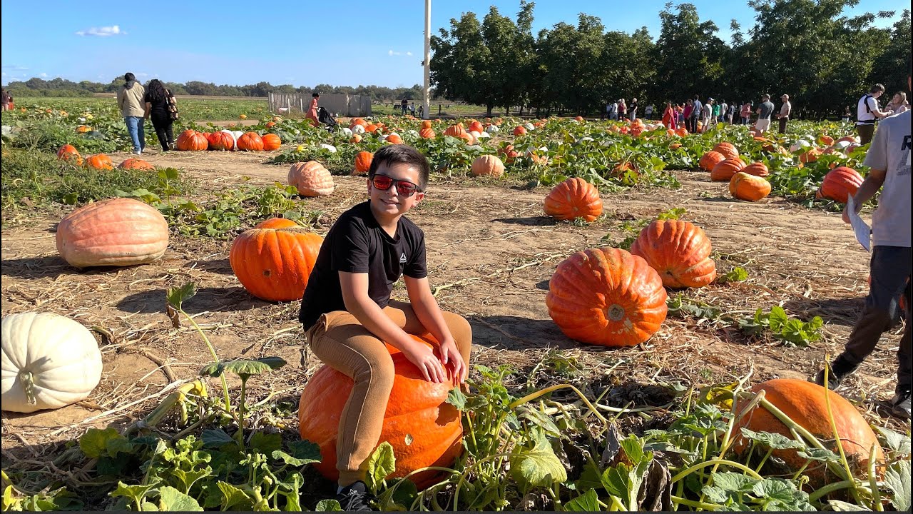 Bishop's Pumpkin Farm: World's Largest U-Pick Patch