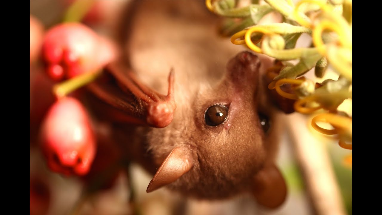 Blossom the Bat