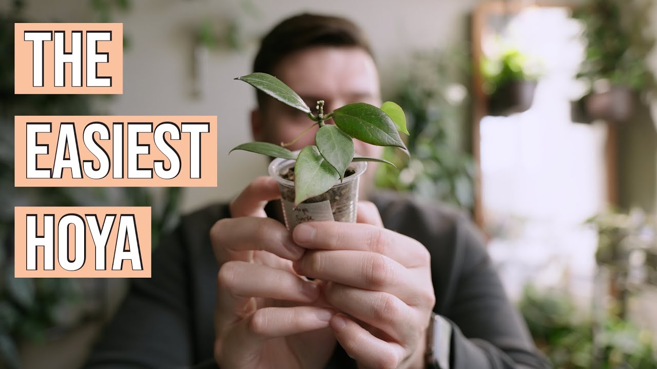 The EASIEST Hoya | My Easy Growers