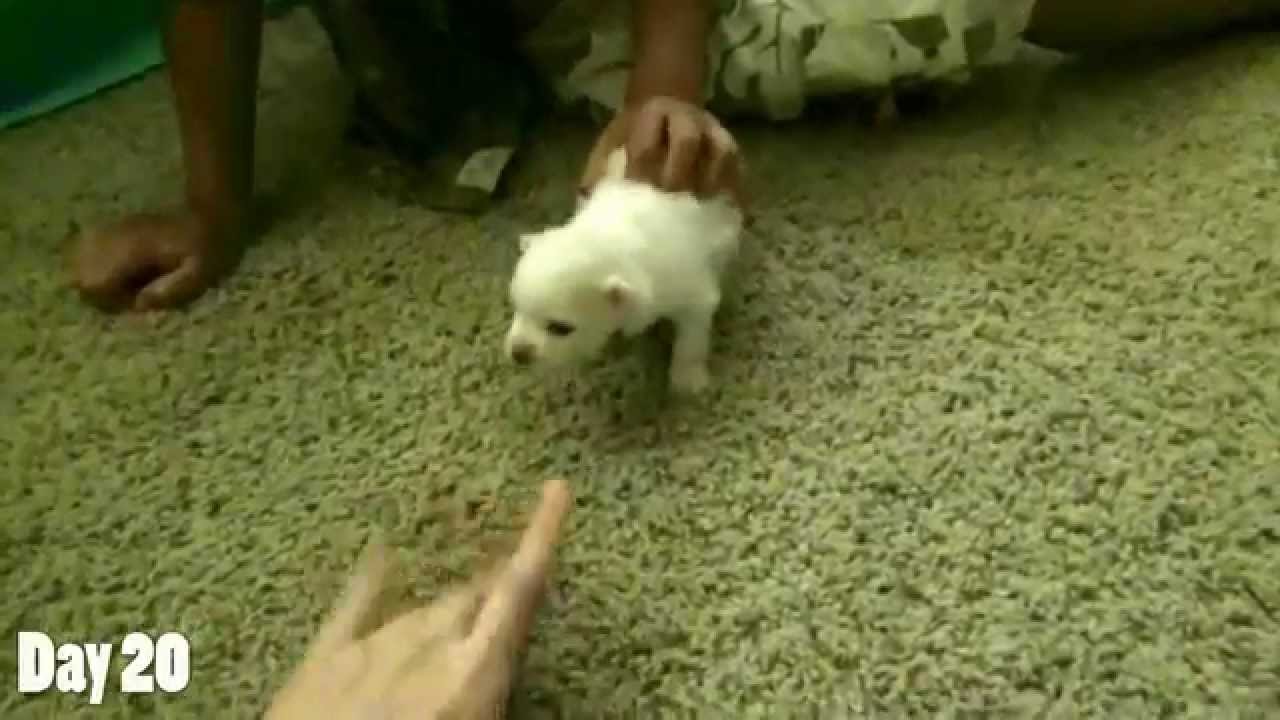 Watching a Puppy Grow - 16-20 Days Old - Newborn Pomeranian Puppy.