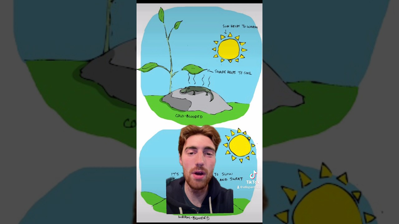 WARM vs COLD Blooded #animals #foryou #nature #sloth