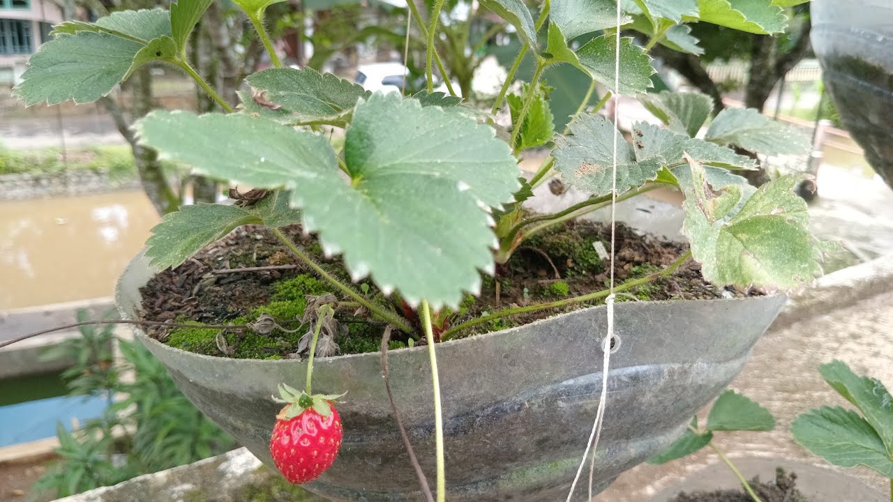 Menyiram Tanaman Strawberry #strawberry 