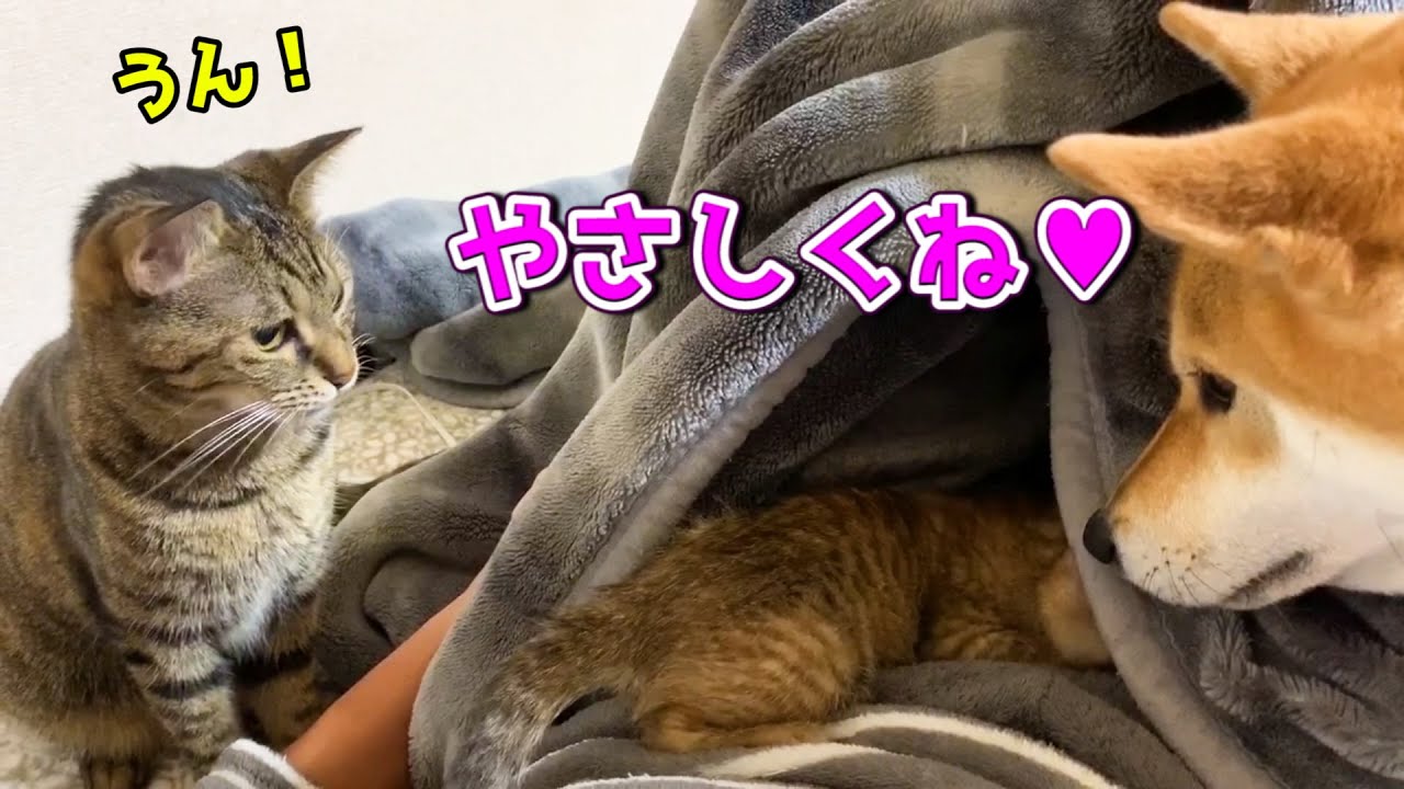 柴犬立ち合いのもと、先住猫リリと子猫の直接ご対面♥　Shiba Inu watches a kitten like a mother