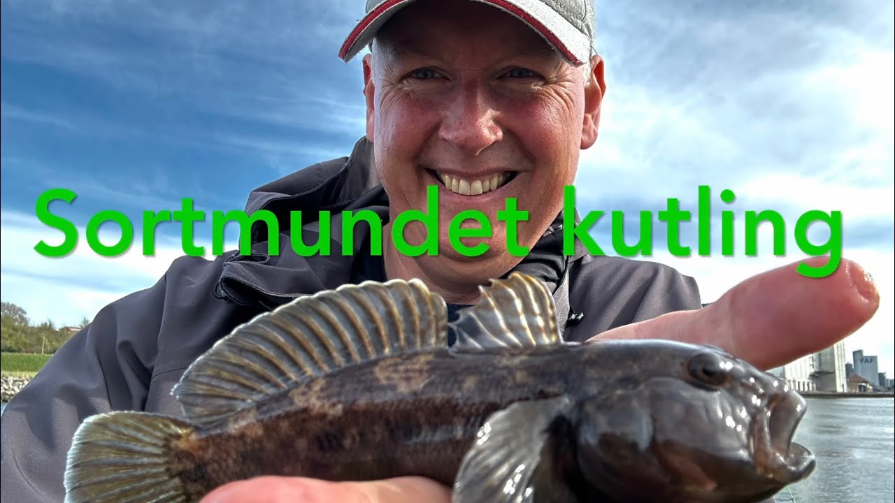 Sortmundet kutling!