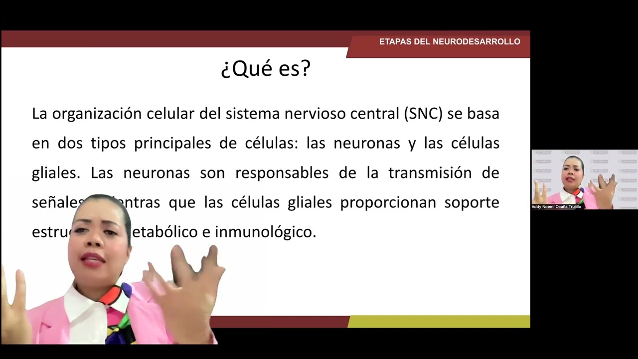 Etapas del Neurodesarrollo 1.2