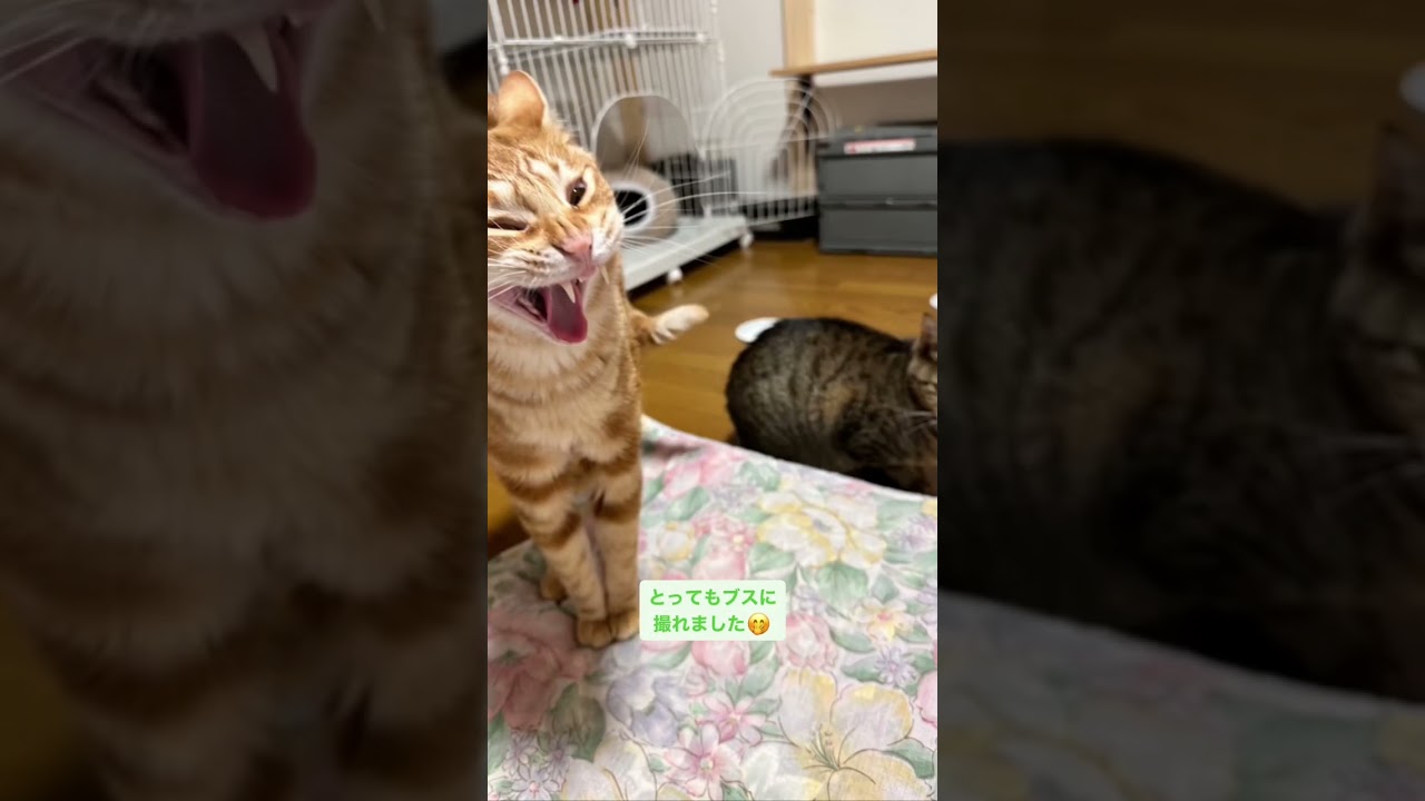 ニャンプロで目覚める朝🐱　#猫　#ねこ　#ネコ　#ふわもこ部　#ねこすたぐらむ　#ねこ好き  #ねこのいる生活  #おすすめ     #おすすめにのりたい  #ネコ部　#猫部