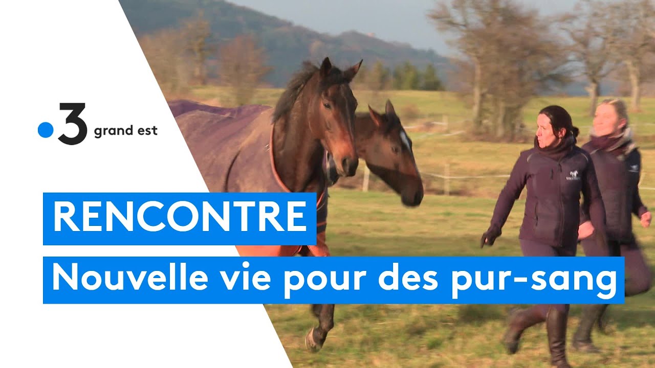 Elle offre une nouvelle vie à des pur-sang reformés