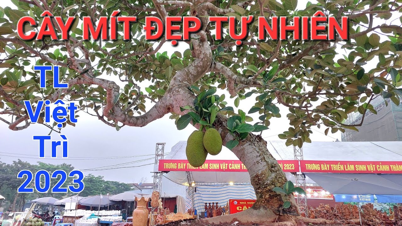 TP CÂY MÍT tham dự TL Thành Phố VIỆT TRÌ - PHÚ THỌ 2023 là cây RẤT ĐẸP , TỰ NHIÊN .