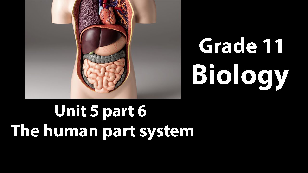 Grade 11 Biology Unit 5 part-6 The human body system