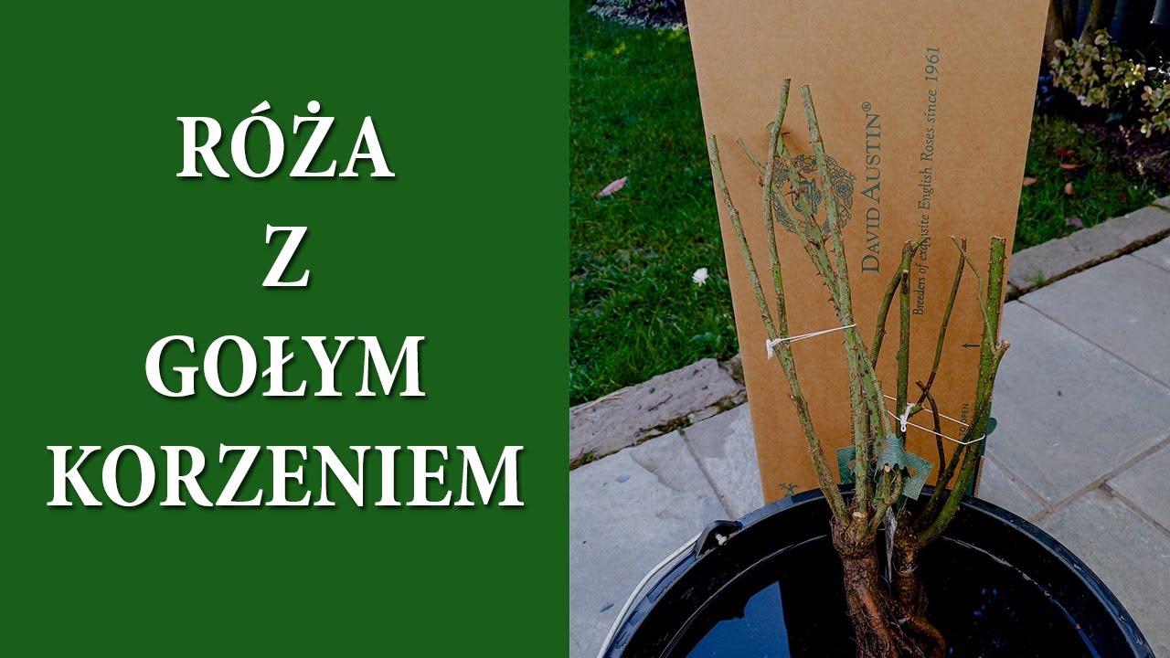 Jak posadzić RÓŻĘ Z GOŁYM KORZENIEM / Róże Davida Austina / Ogród w doniczce / MrsGarden