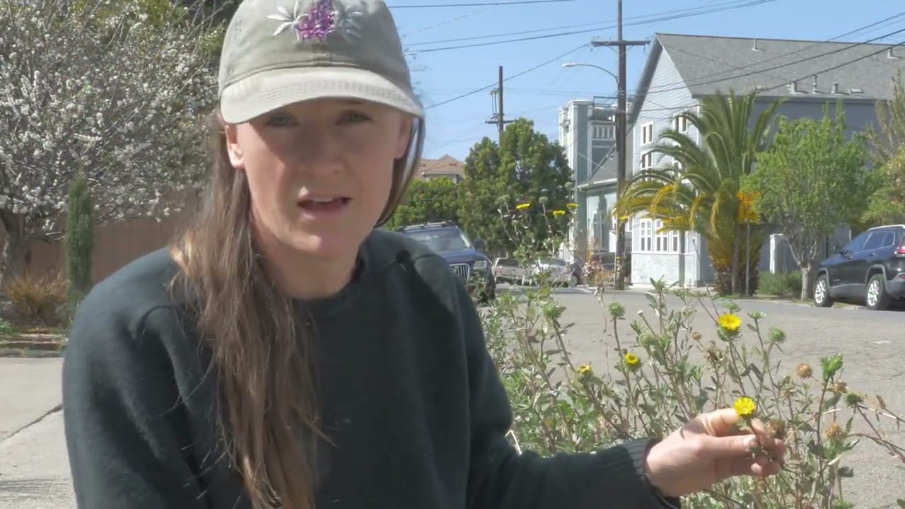 Pollinator corridor with California native plants - an urban habitat restoration project