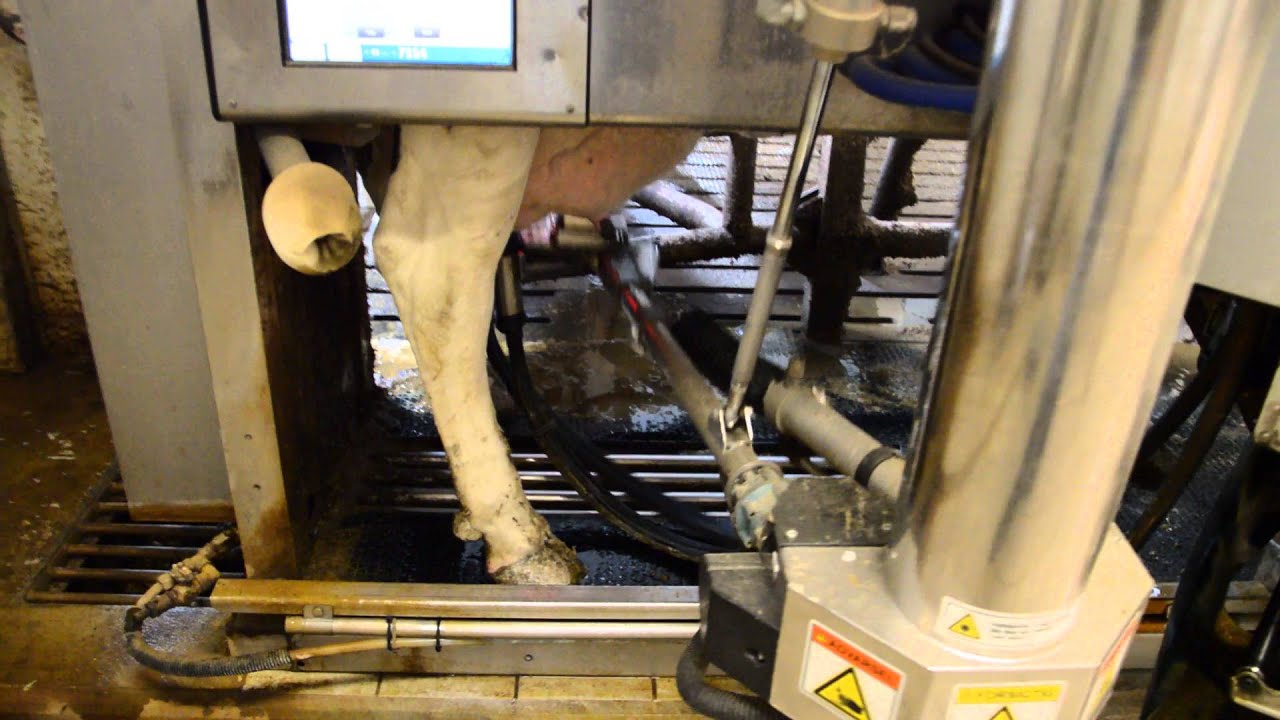 DeLaval malkerobot / www.staldmaeglerne.dk