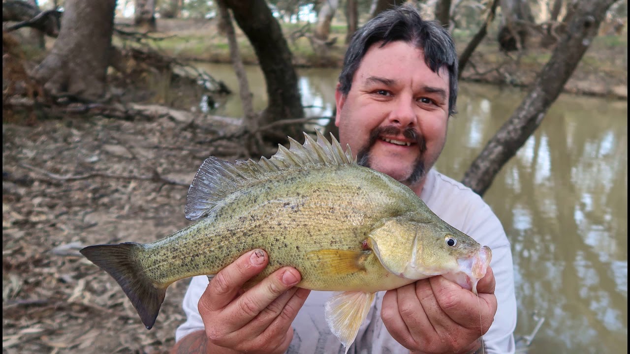 Fishing for yellowbelly, Golden Perch or callop