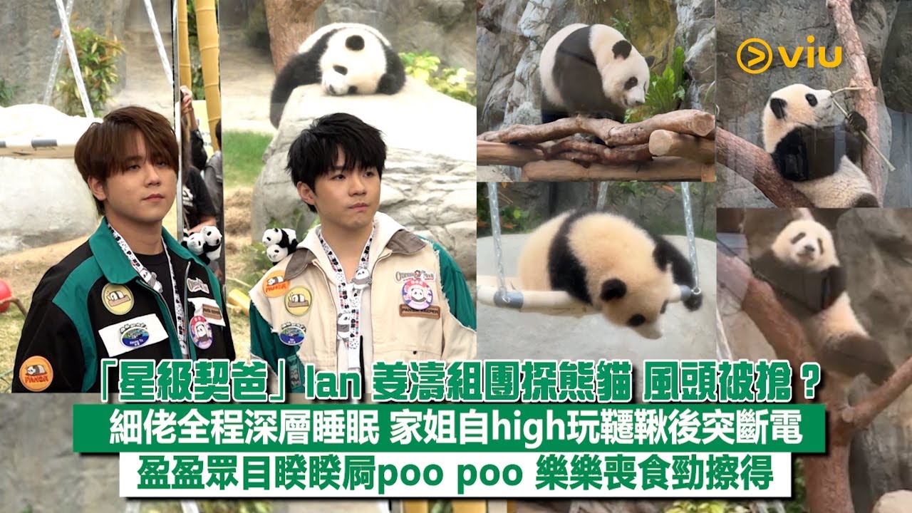 ✨現場實況：「星級契爸」Ian 姜濤組團探熊貓🐼風頭被搶❓ 細佬全程深層睡眠💤家姐自high玩韆鞦後突斷電🪫盈盈眾目睽睽屙poo poo💩樂樂喪食勁擦得😋｜Viu1現場實況