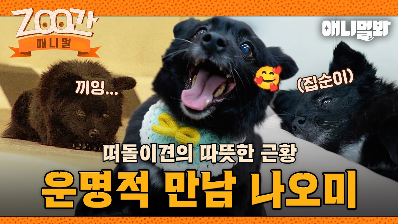 [#Zoo간애니멀] 3년의 떠돌이 생활에서 지금은 따뜻한 사랑을 누리는 삶🐶 I EP.1260 #TV동물농장 #AnimalFarm #애니멀봐