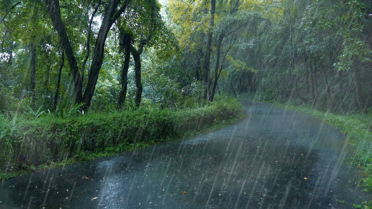 🔴8D全景聲音環繞，432hz更舒緩更助眠雨聲 美麗樹林裡的小雨聲更能助你快速入睡，放鬆解壓白噪音，助眠，睡眠用BMG，學習用BMG，ptsd，雨聲asmr，耳鳴，環境音，真實下雨聲，緩解精神問題