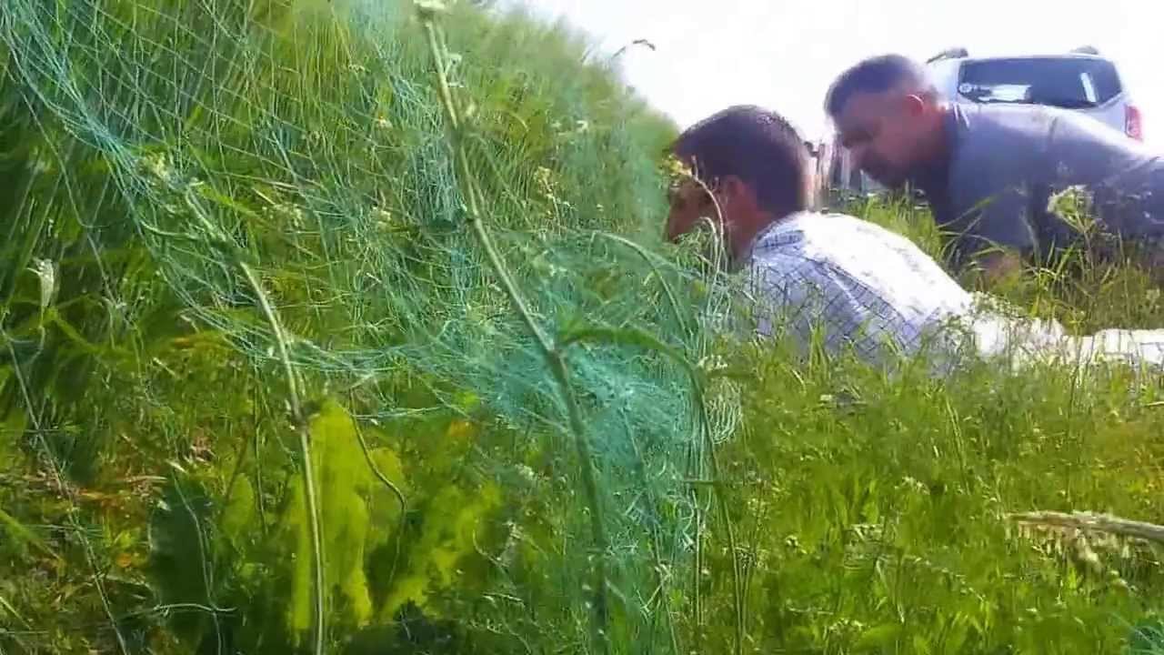 Caille des blés : l'étudier pour mieux la connaitre