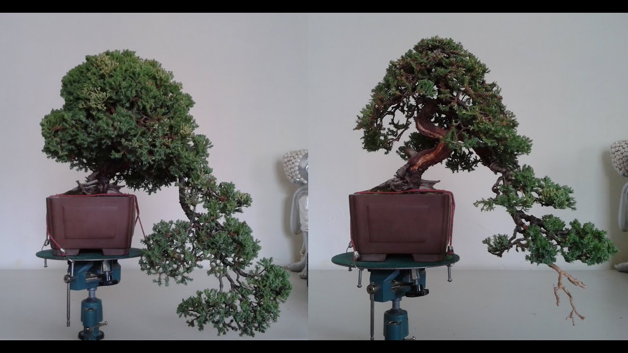 Demostración Juniperus Procumbens Nana