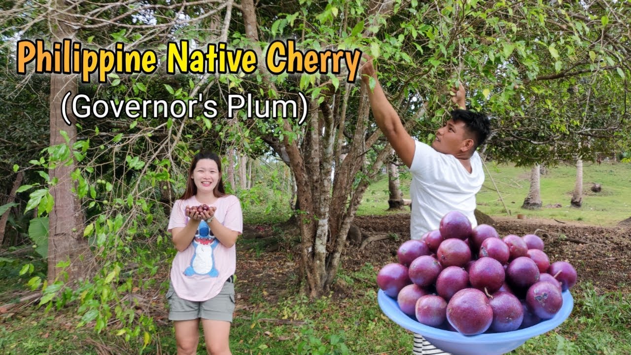 Philippine Native Cherry | Governor's Plum | Reyann TV