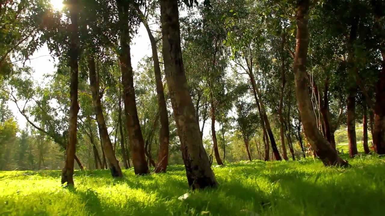 Classical Chinese Music - Chinese Flute 