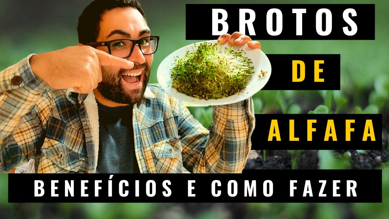 BROTO DE ALFAFA | BENEFÍCIOS E COMO FAZER | Simples e feito em CASA