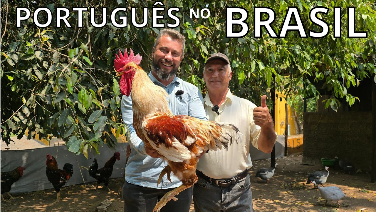 CHÁCARA ZÉ DA ROÇA PORTUGUÊS NO BRASIL E SUAS GALINHAS GSB BALÃO SERTANEJO