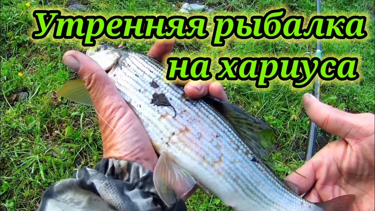Утро , Рыбалка, Хариус 👆 Рыбалка на Реке Бия.