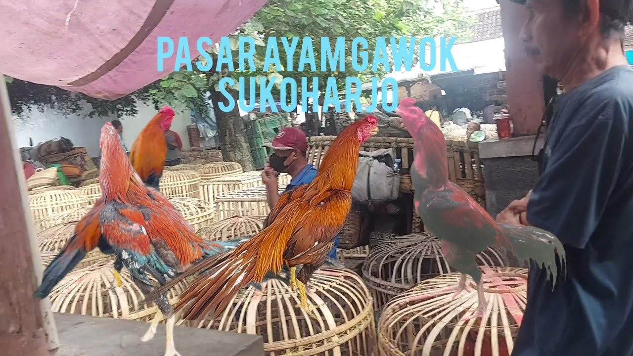 500rb sudah bisa bawa  ayam Ekor lidi di pasar ayam gawok sukoharjo 