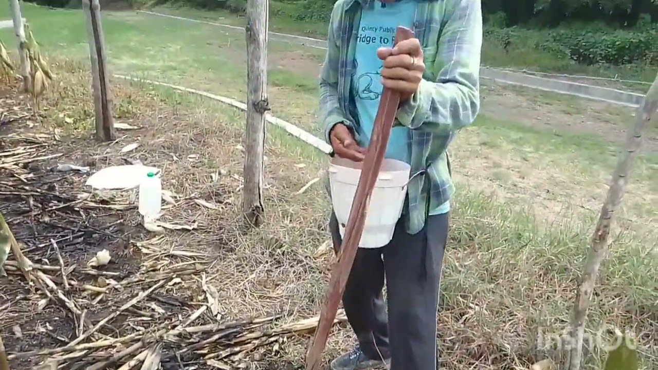 sembrando frijol