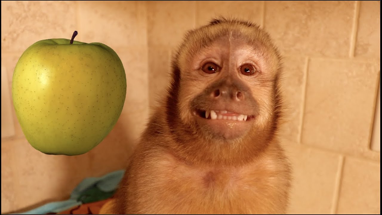 Little Monkey Eats A Golden Apple!