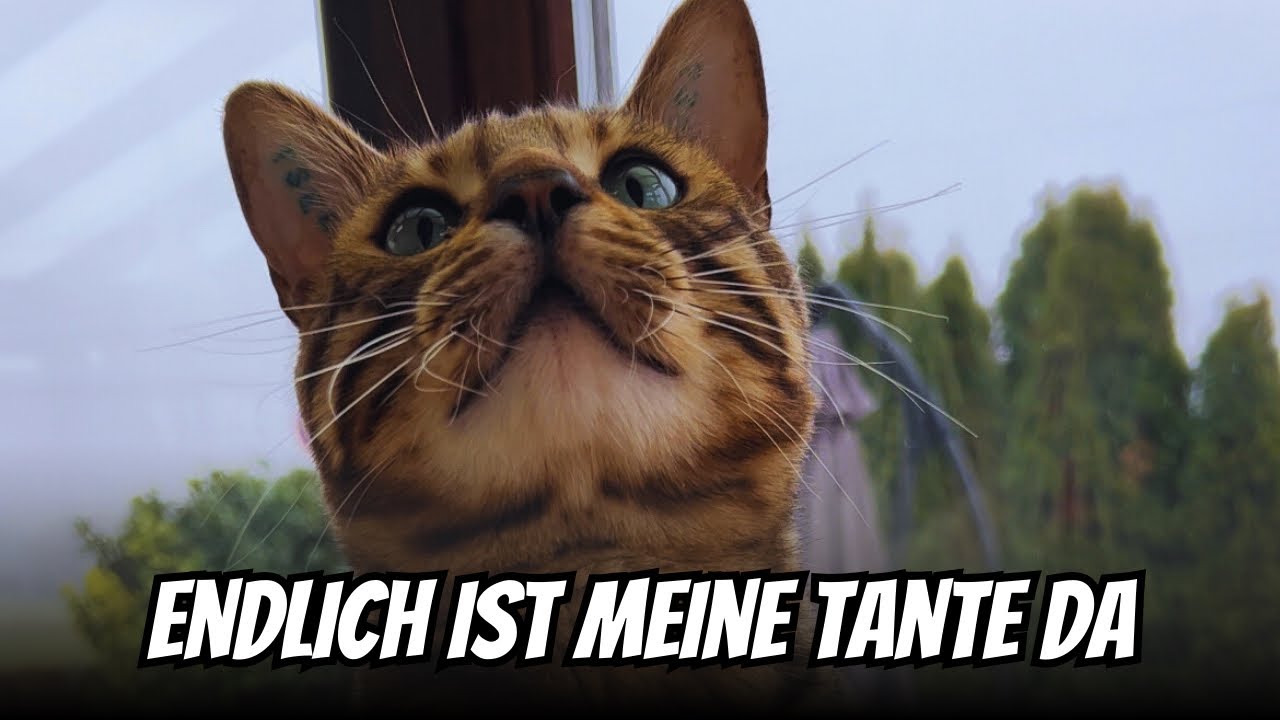 Und endlich treffen Bali und Cosmo aufeinander..