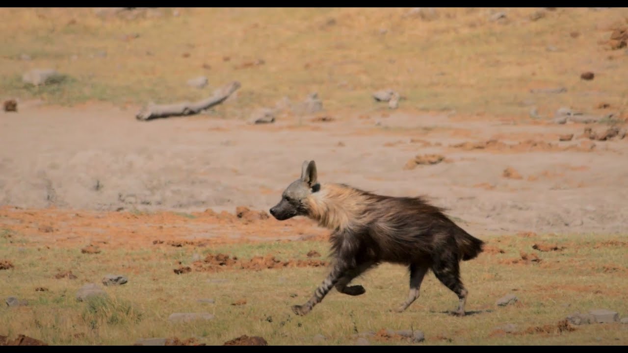 Jamala Madikwe Safari Lodge #wildife #luxury #luxurylifestyle #southafrica  #animals  #filmmaking