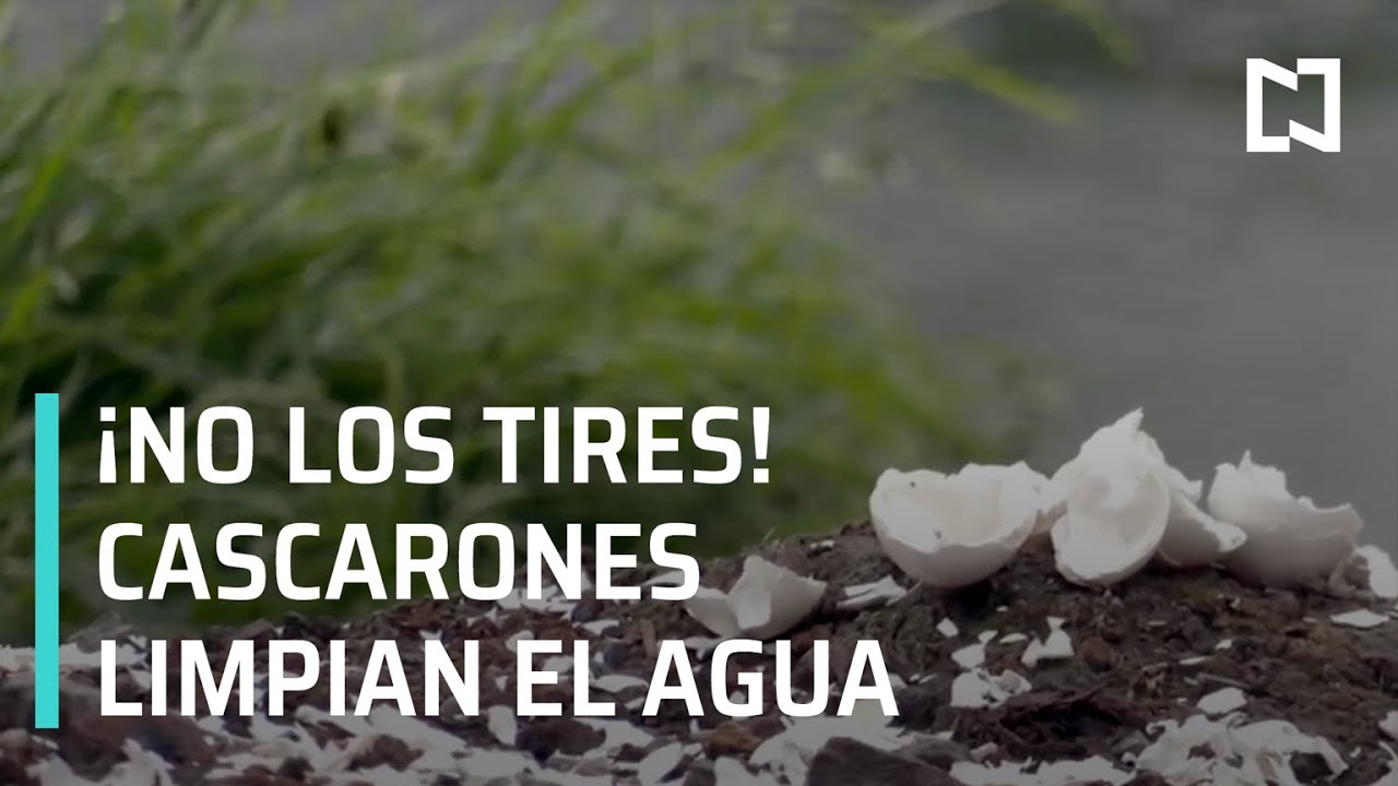 Cascarones de huevo para limpiar el agua - Sábados de Foro