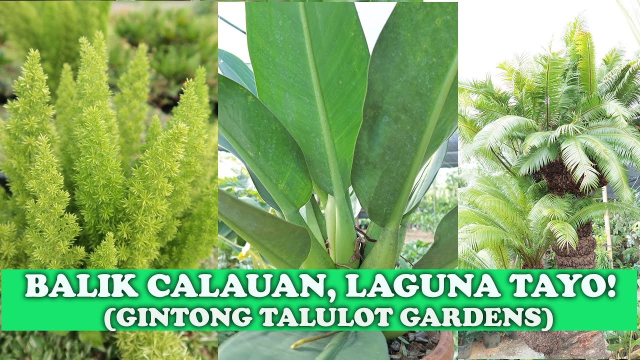PLANT SHOPPING PA MORE!!! Balik Calauan, Laguna Tayo :) Part 1
