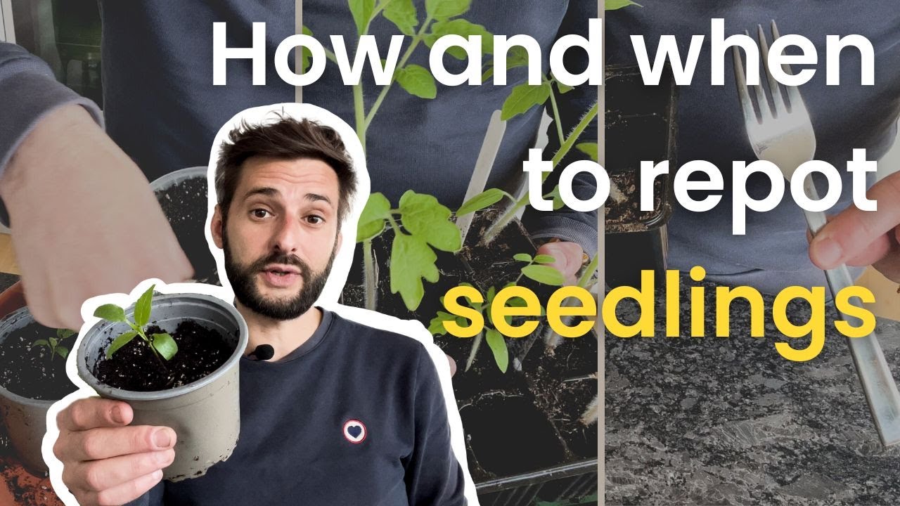 Gardening tips for your seedlings - Growing, Transplanting & Plant Care 🌱