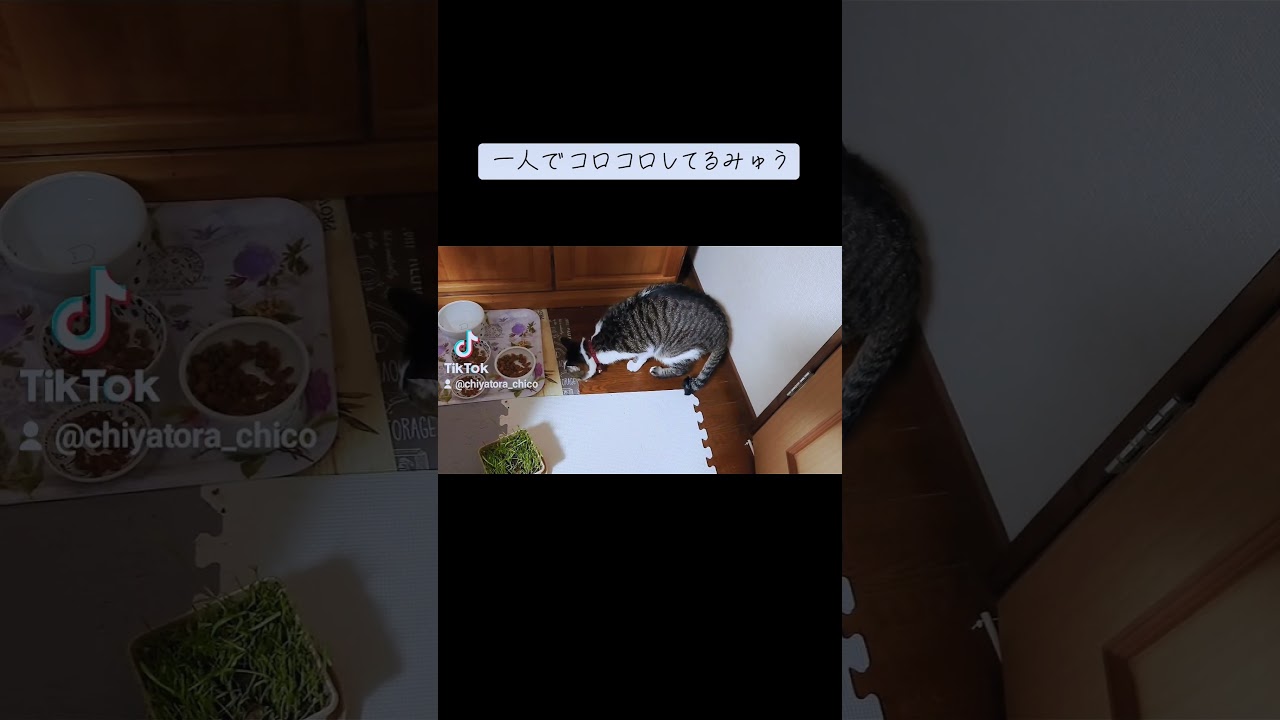一人でコロコロしてるキジシロみゅう #cat #キジシロ #猫好きさんと繋がりたい#保護猫#保護猫出身 #猫