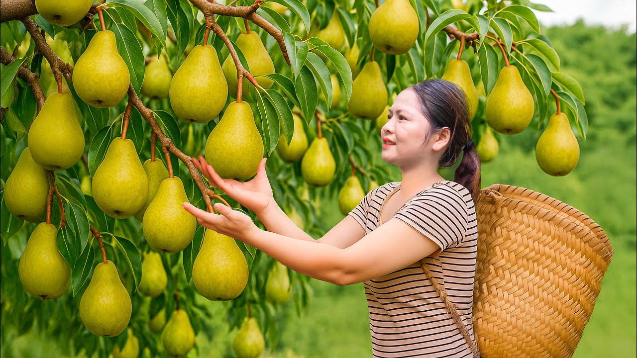 Harvesting Wild Pears in the Forest | Ancient Ginger Pear Juice Recipe from the Countryside