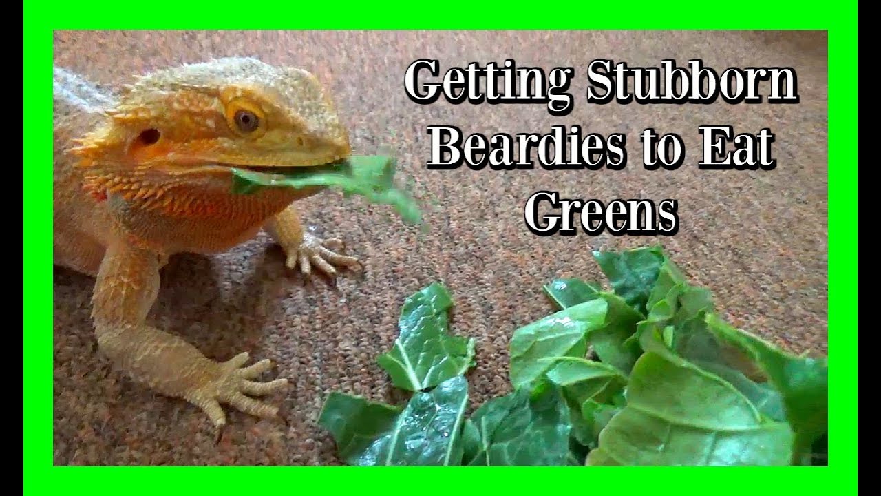 How to Get your Beardie to Eat Greens