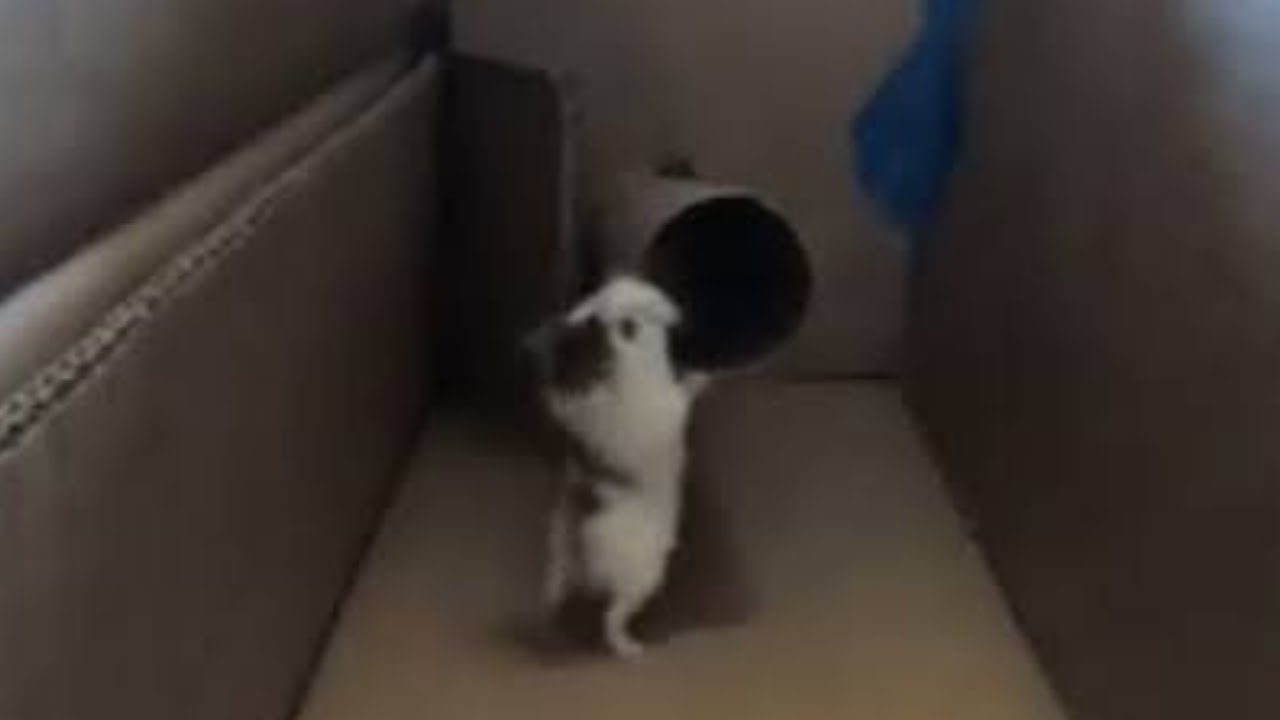 Happy New Year From My Hamster