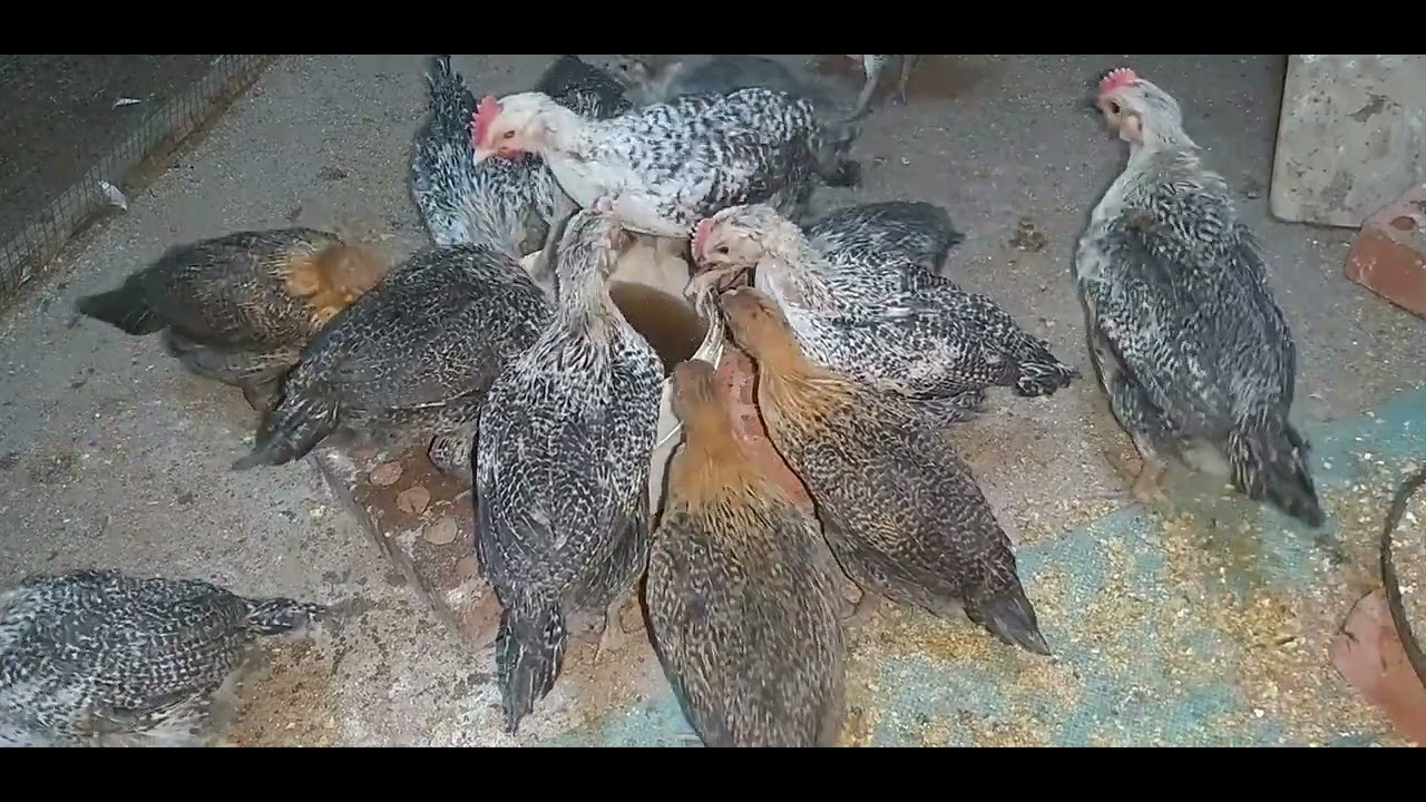 ملعقتين بس من مطبخك هتخلى الفراخ البلدى يومها بعشرة وتكبر بسرعة الصاروخ