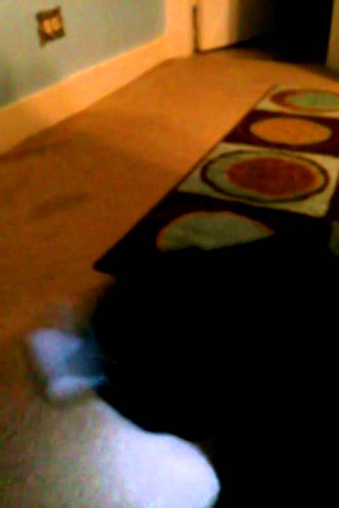 Cat with tape on head