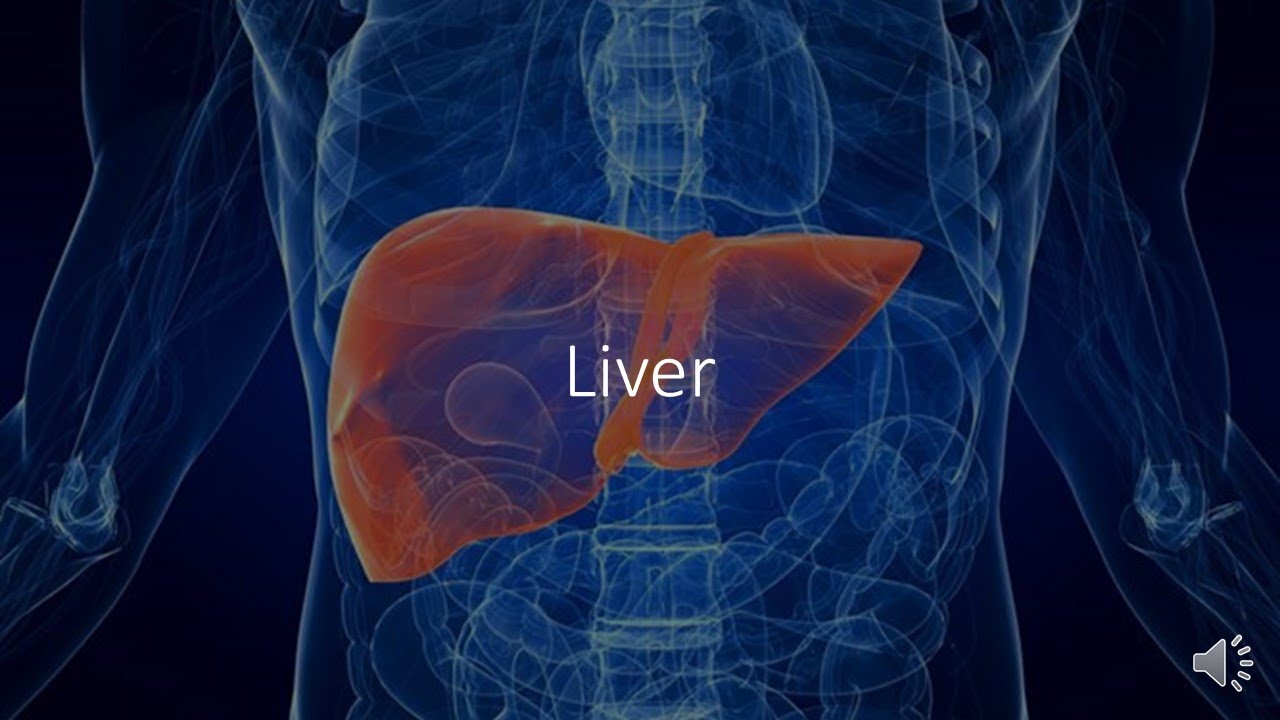 Chinese Medicine Dictionary - Part 2 - Five Organs (Liver, Heart, Spleen, Lung and Kidney)