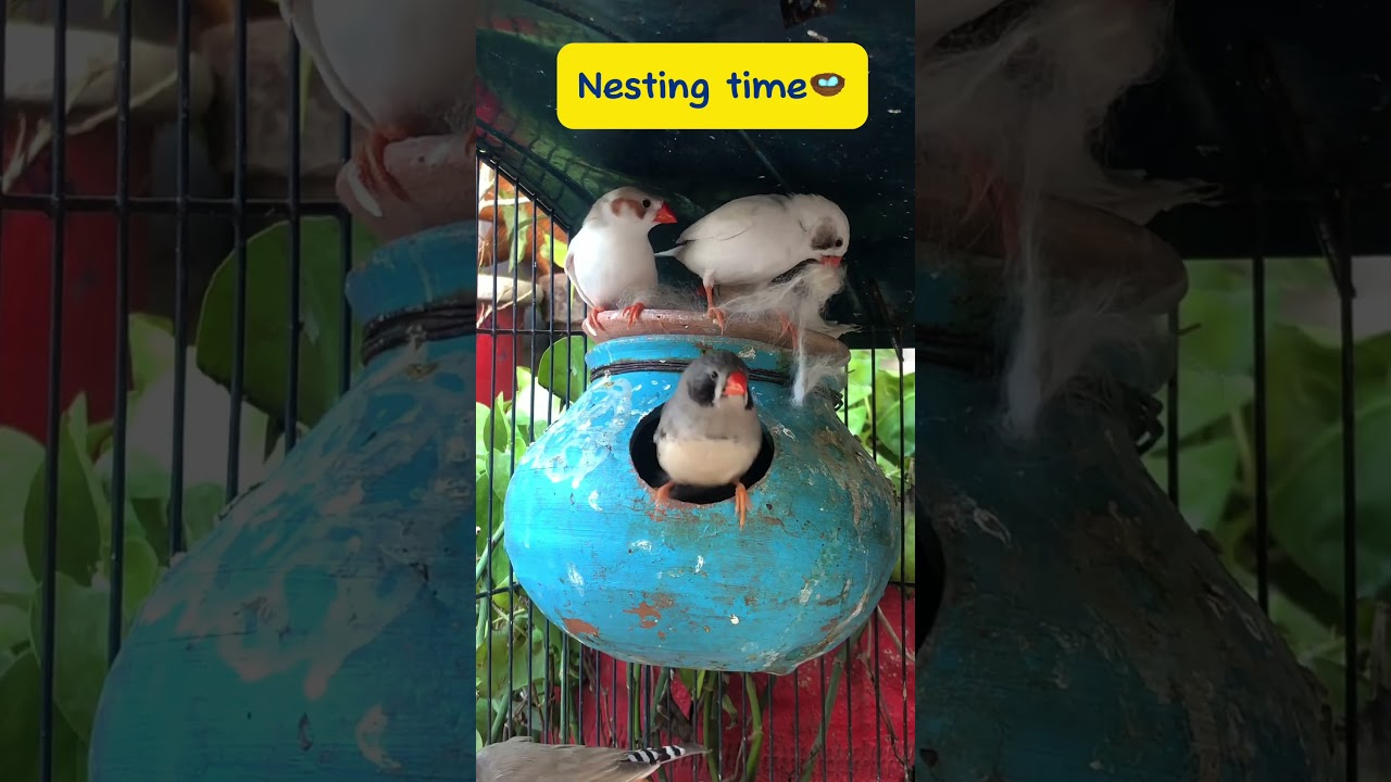 Zebra finch nesting 🪺| Cat fur for finch nesting 🐥 | #zebrafinch #finch #youtubeshorts #shorts