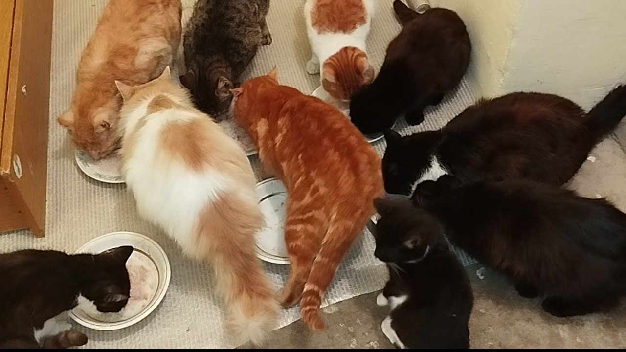 27 января, новости о хвостиках🙏🐱😺🐱