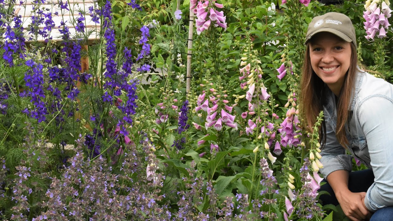 Garden Tour of My Blooming Hardy Annuals!!! // Northlawn Flower Farms