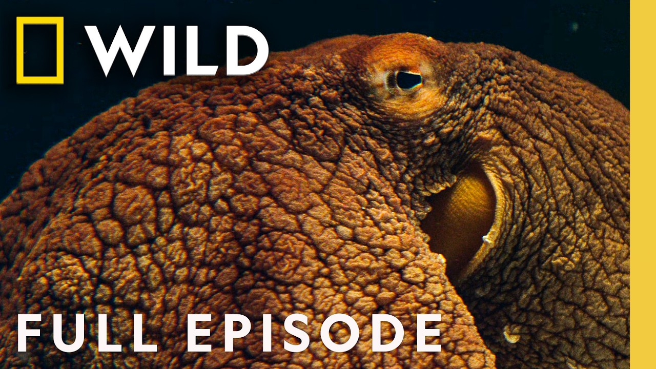 Investigating the Lives of Octopuses (Full Episode) | Man vs. Octopus | Nat Geo Animals