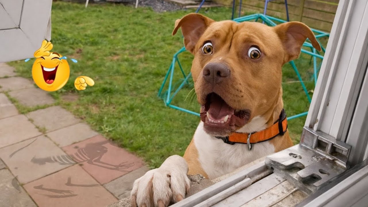 Hilarious Dogs That Will Make You Laugh Instantly 😂🐶 Funny Dog Video 2026