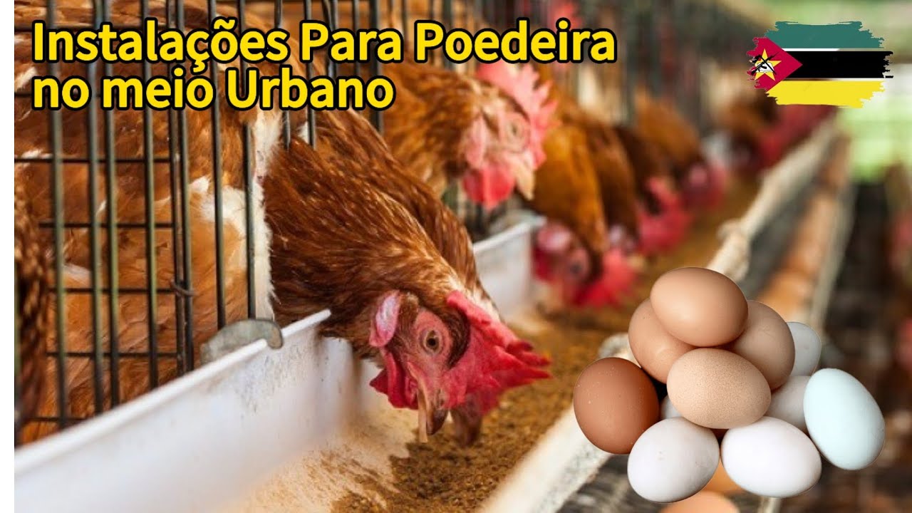 Criação de Poedeiras em Espaços Urbanos e Pequenos: Instalação Ideal Para Produção de Ovos na Cidade