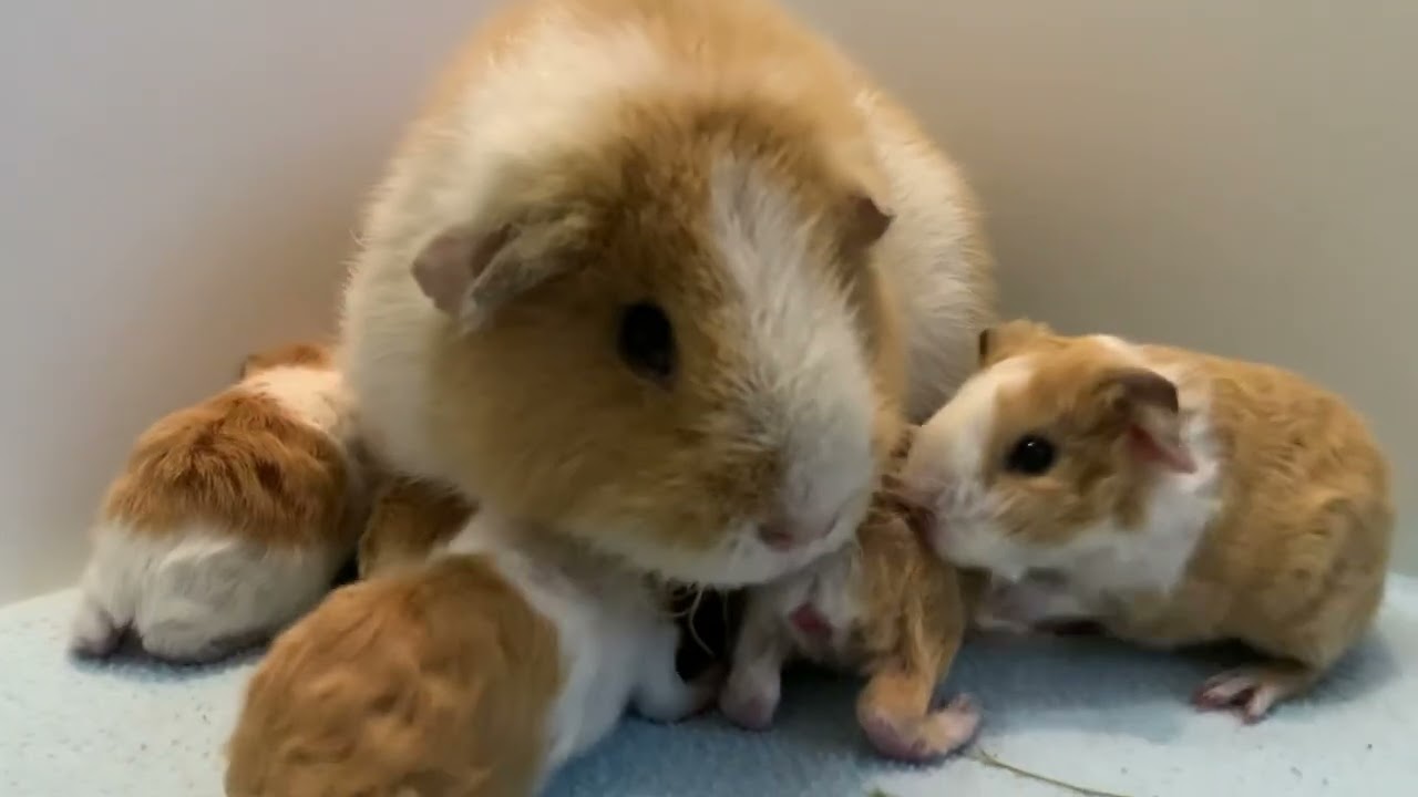 Meerschweinchen Babys sind da